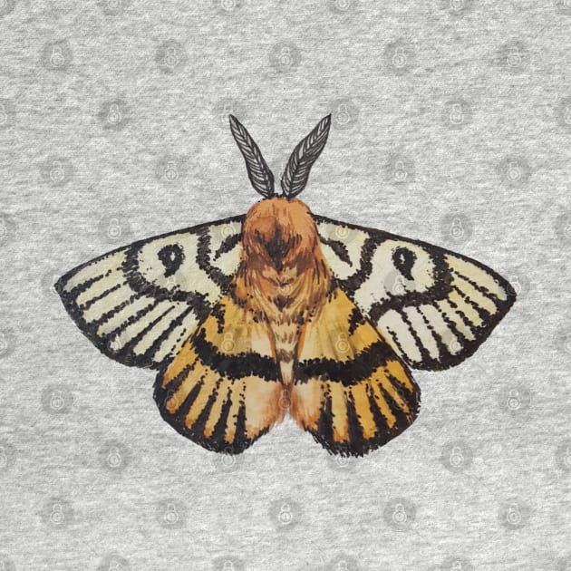 Nuttall's Sheep Moth by JJacobs